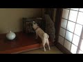 日本人形をじっと見ていた柴犬は……