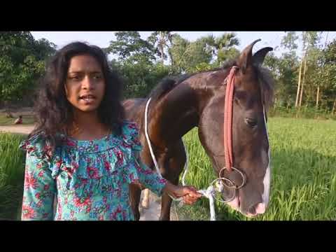 ভিডিও: ঘোড়া দেখতে কেমন