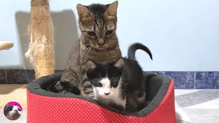 How did a talking rescued kitten and a nonbloodrelated older cat become a parent and child?