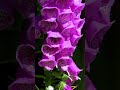 Sounds of NATURE | The mysterious buzzing of bees | Звуки ПРИРОДЫ #sounds #soundsnature #bird #bee