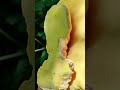 24 май 2026 г.Сярна гъба, Laetiporus sulphureus, Остра могила.