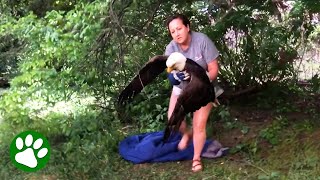 Brave Woman Rescues Eagle