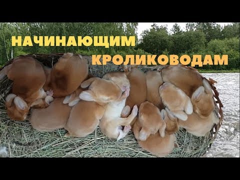 Размножение кроликов /Советы по разведению и содержанию