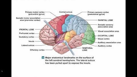 Chapter 14 Module 2 The Cerebrum and Limbic System