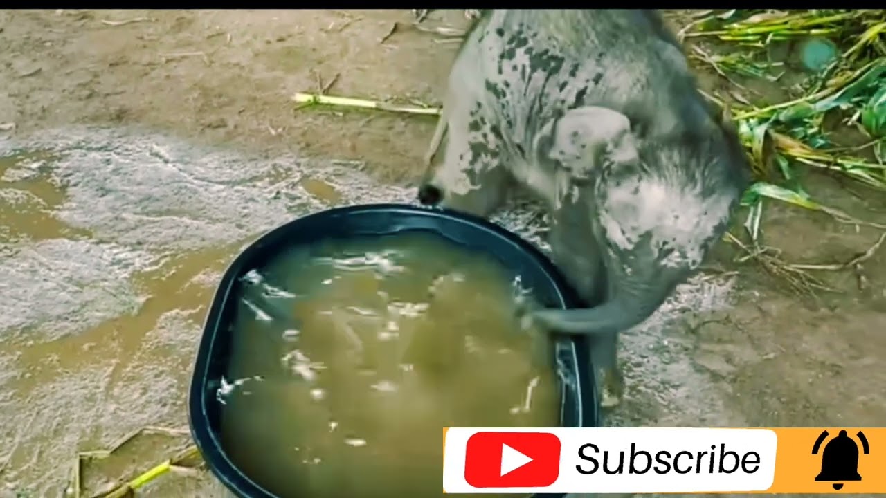 Baby Elephant Enjoying in The Water Tank-ElephantNews