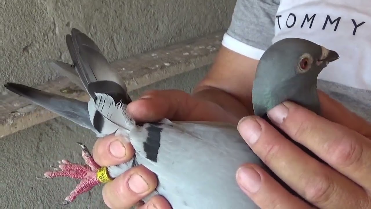 Columbofil dl Moise Ion Ninel Cioceni Prahova Romania porumbei reproductie 20 iulie 2023