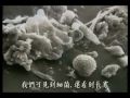 家居塵埃中的微生物 - 麈蟎真相大揭秘