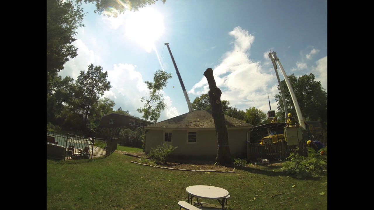 Tree Removal Time Lapse - YouTube