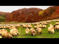 700 de oi ale lui Vlad Pop din Recea-Cristur | Povești ciobănești și peisaje de toamnă - video 2020