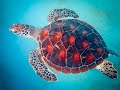 Turtles of the Maldives - Snorkelling with Sea Turtle