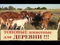 ТОП-3 ЖИВОТНЫХ для ДЕРЕВНИ! 12 Коров,17 Коз, 115 Цыплят