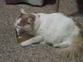 Willow Loves Books - Adorable Cat