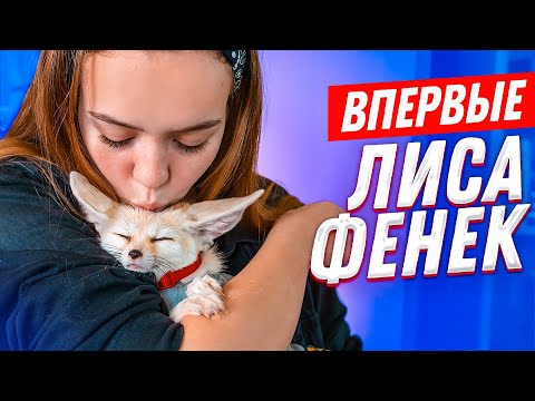 ВПЕРВЫЕ: ЛИСА ФЕНЕК, какает где попало, ЛАЕТ на кошку! Стоит ли заводить?!