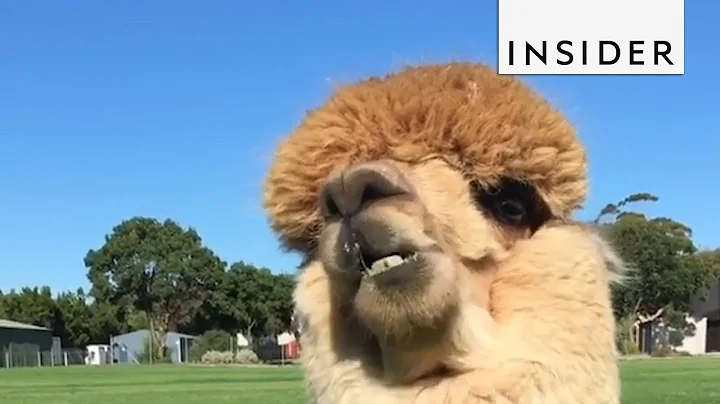 What It's Like To Have A Pet Alpaca - DayDayNews
