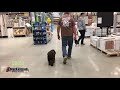 9 Month Old Cocker Spaniel 9 Month Old Cocker Spaniel