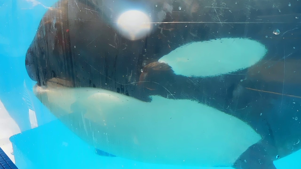 Killer Whale Up Close Tour with Corky Part 2 Seaworld San Diego