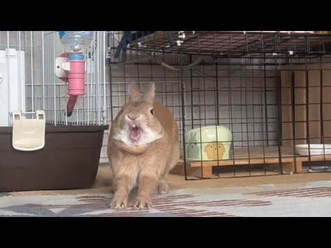 TWO HUNDRED RABBITS ロンゾ・アンダーソン 200匹のうさぎ TWO HUNDRED RABBITS ロンゾ・アンダーソン 200匹のうさぎ