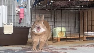A rabbit enjoying the fresh air every time he opens his cage