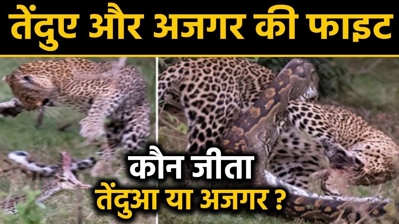 Leopard Vs Python में कौन जीता ?, देखें तेंदुए और अजगर की Fight का ...