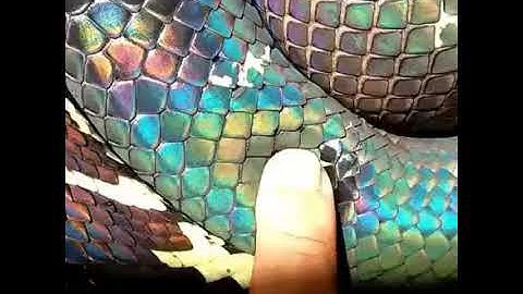 The-iridescence-of-a-Boelens-python