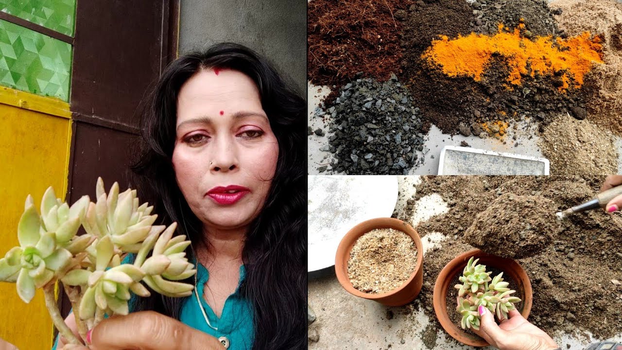 Succulent Plants Best Soil Mix How To Repot Succulent Plants For First Time YouTube