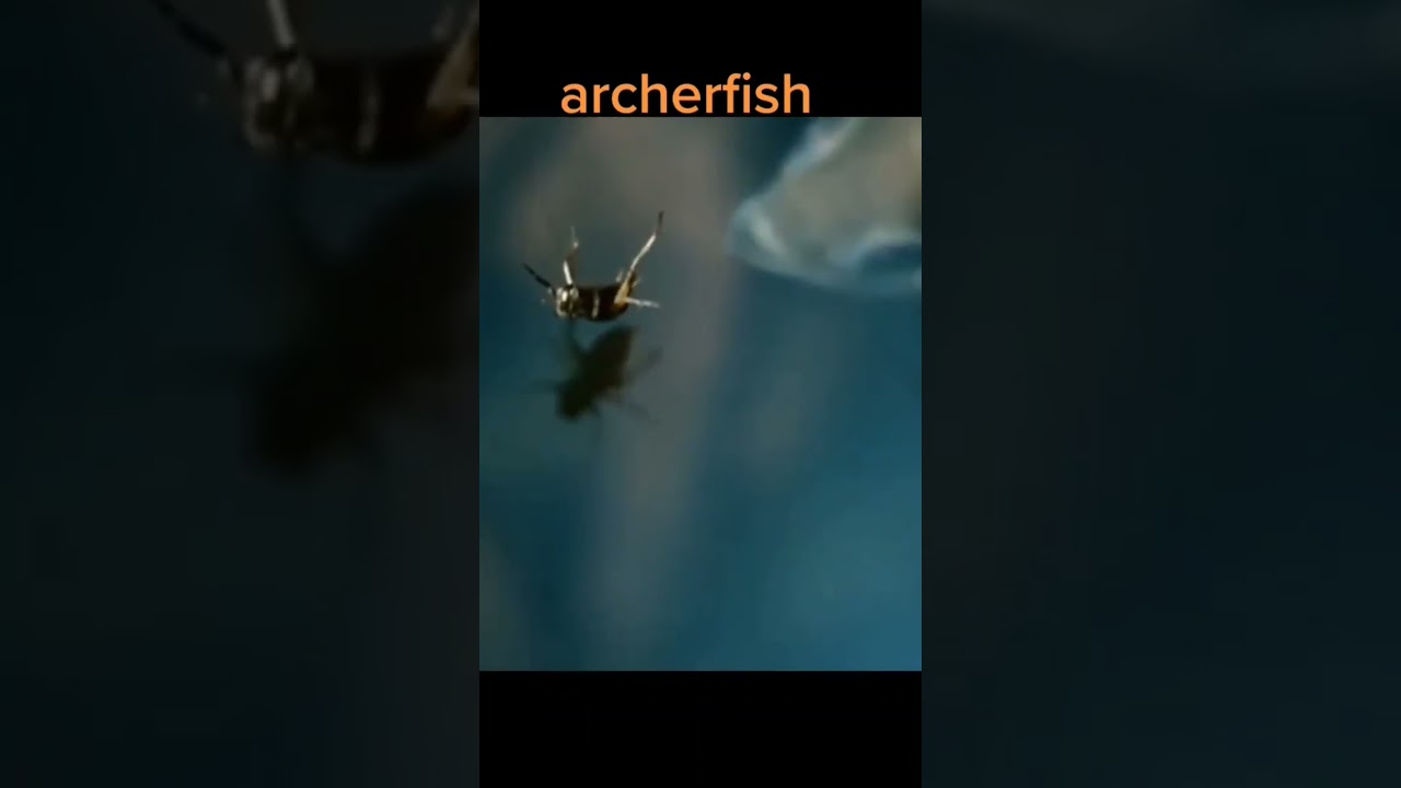 Extraordinary hunting skills of Archer Fish