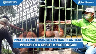 Pria Ditarik Orangutan dari Kandang, Ini Penjelasan Pengelola Kebun Binatang Kasang Kulim