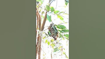Nest making process #shorts #shortsfeed #viral #nest #sparkle_dishan