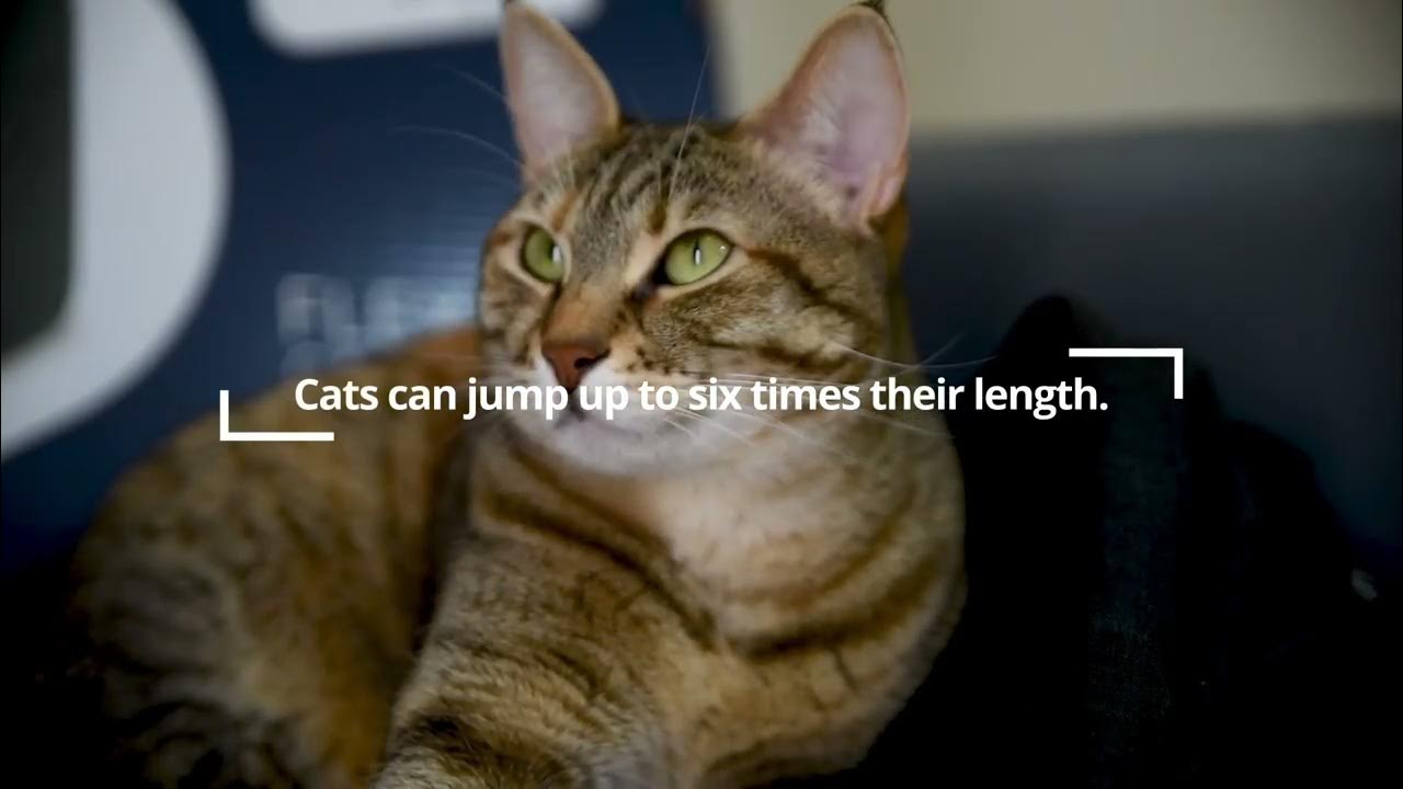 How Long Can Cats Jump? YouTube