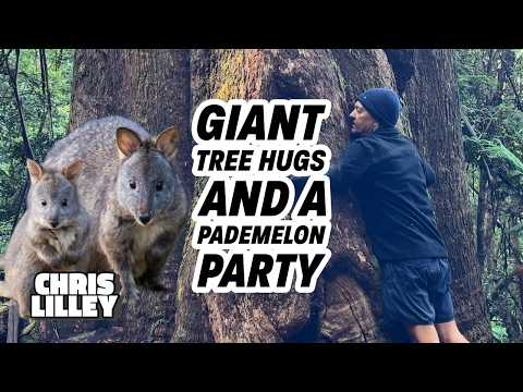 Giant Tree Hugs And A Pademelon Party - Tasmania