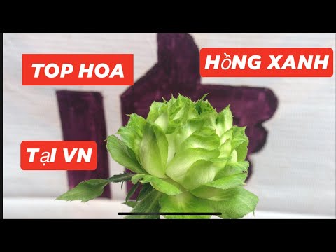 TOP HOA HỒNG XANH HUYỀN THOẠI.ĐẸP MÊ HỒN | Foci