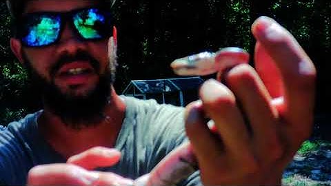 Unboxing My Dream Snake!!! Spider Ball Python!!