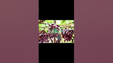 تلاوة جبارة من سورة الرحمن للقارئ عمر شميم ماشاء الله علي صوته😌🎧🤍 #عمر_شميم #قران_كريم #ماشاءاللّٰ