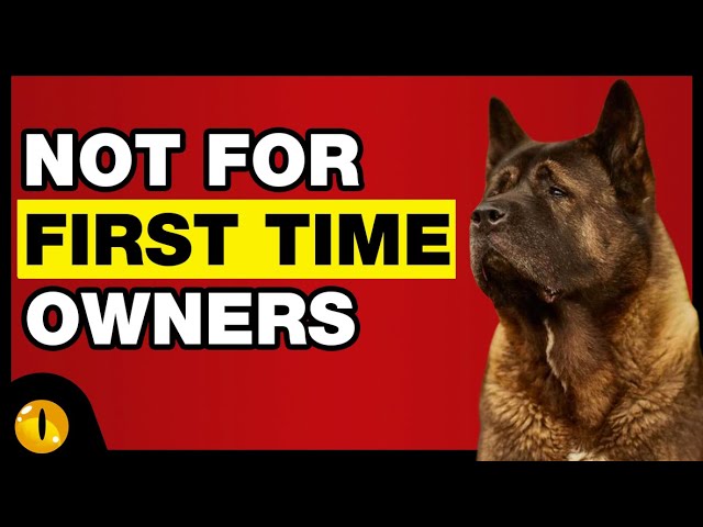 TOP 10 DOGS NOT FOR FIRST TIME OWNERS 