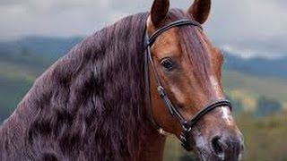 Como Identificar el Caballo Criollo Colombiano  TvAgro por Juan Gonzalo Angel