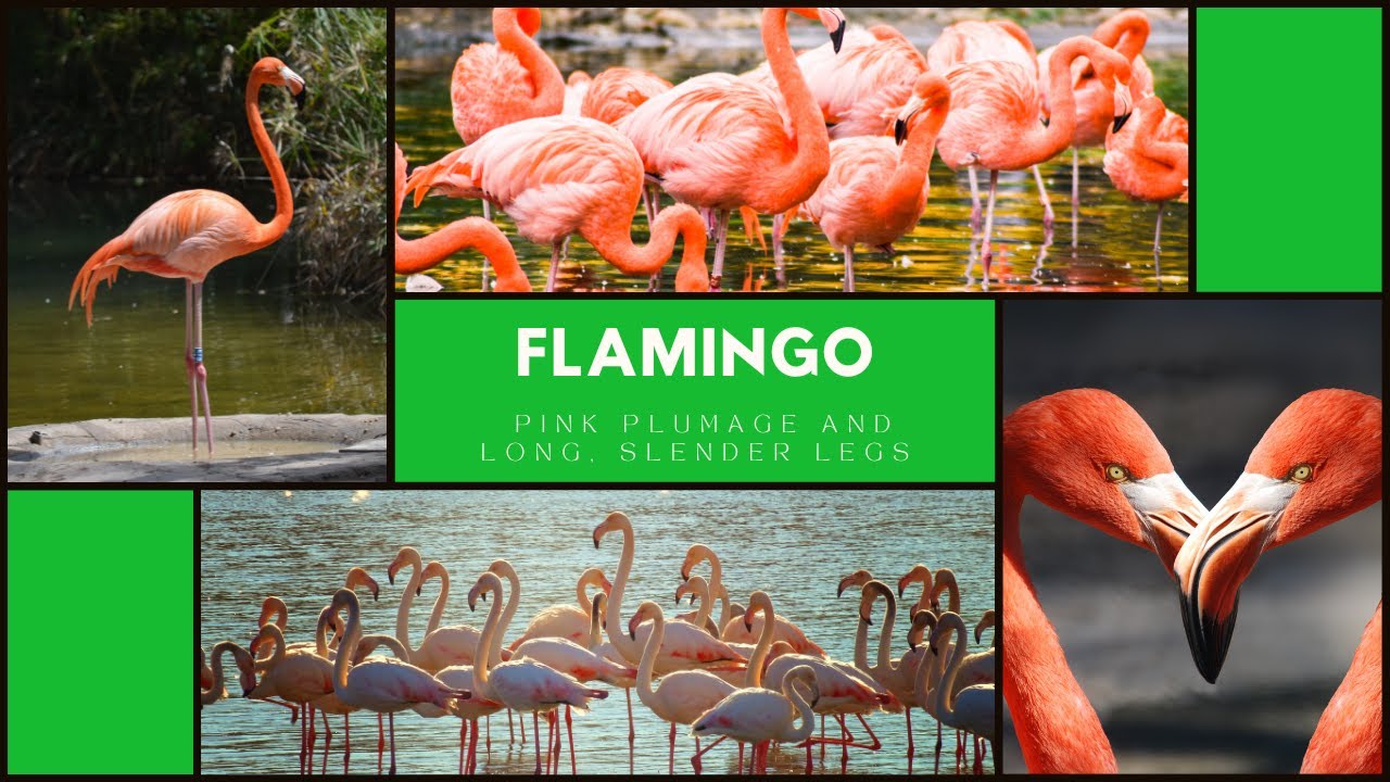 flamingo |  pink plumage and long, slender legs