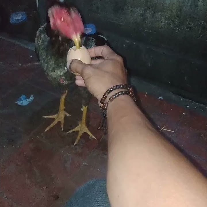 ada tangisan gara' main telor mentah di malam hari