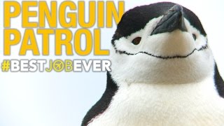 Tagging Adorable, Nasty Little Penguins | Best Job Ever
