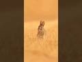 “7 Mind-Blowing Rabbit Facts That Will Surprise You!”. explain in hindi# amazing facts #educational