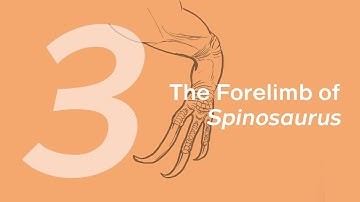 Essien the Spinosaurus 3: The Forelimbs | Learn to Draw Dinosaurs with ZHAO Chuang