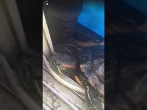 japanese pancake My 🐢 4 Years Ago