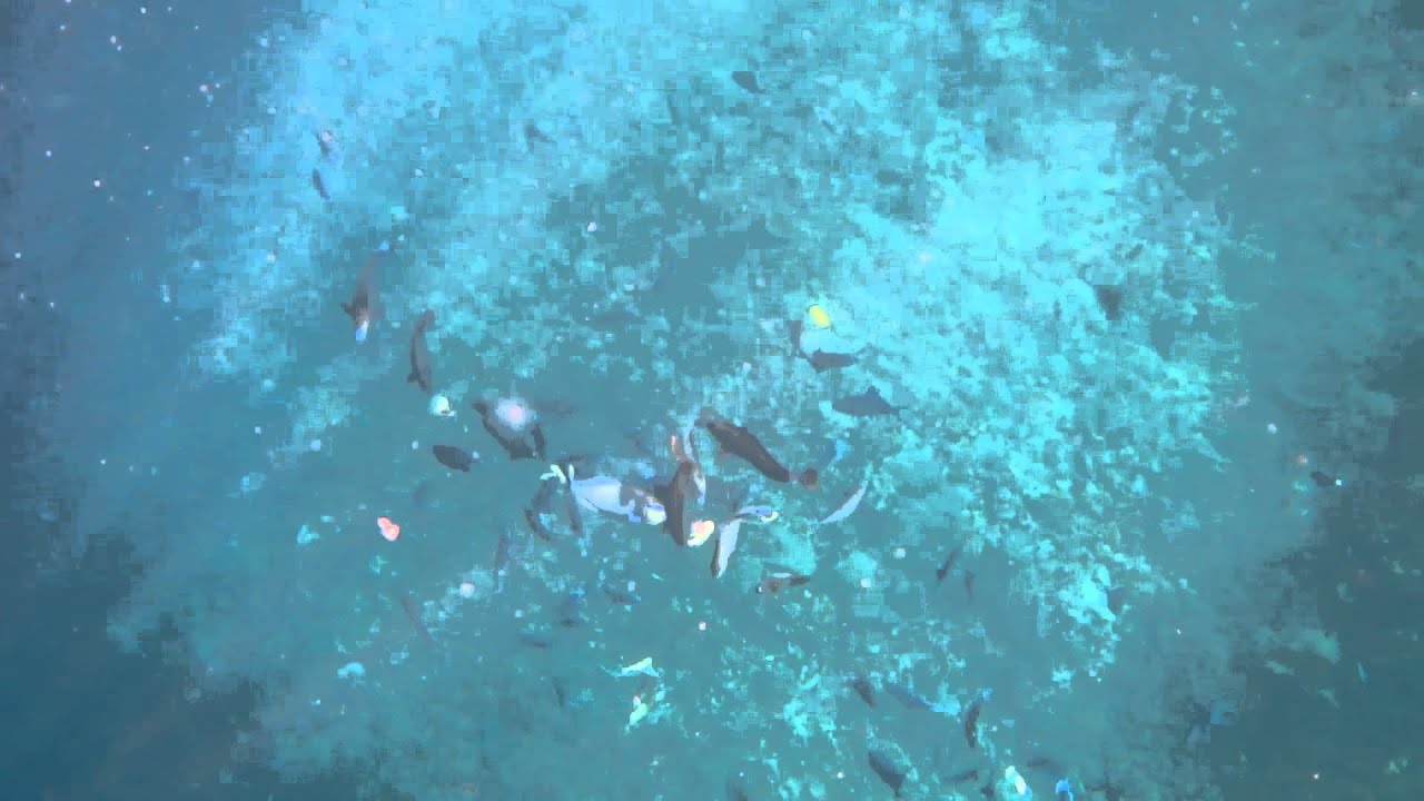 Diving at Apo Reef's Ego Wall - Schadow1 Expeditions