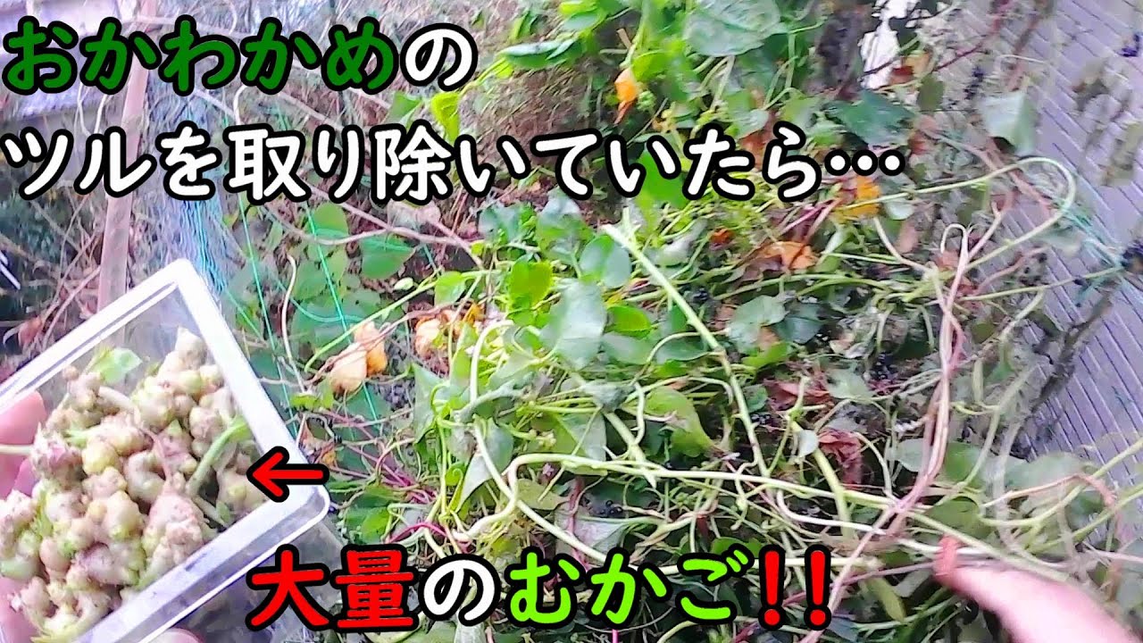 庭の「おかわかめ」のツルを取り除いてると…大量の「むかご」を発見 