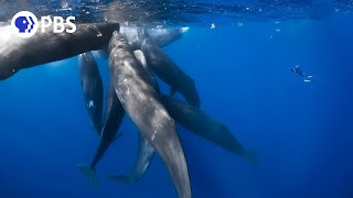 What It's Like to be Surrounded by Whales