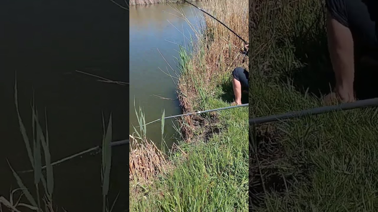 Рыбалка толстолоб # 2