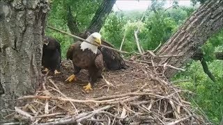 Decorah Eagles Eaglets Wing Flapping and Mom's Nestkeeping