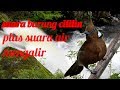 Terapi Masteran Suara Burung Cililin Plus Suara Air Mengalir Paling Mudah Di Tiru Mp3 - Mp4 Download