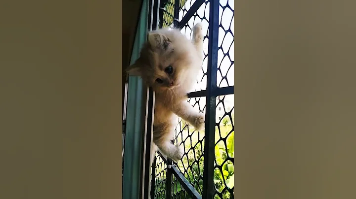 Watch the video about Cute Persian kittens Chennai #rap #trap #music #hiphop #musica #persiancatcorner #cuteanimals #meow