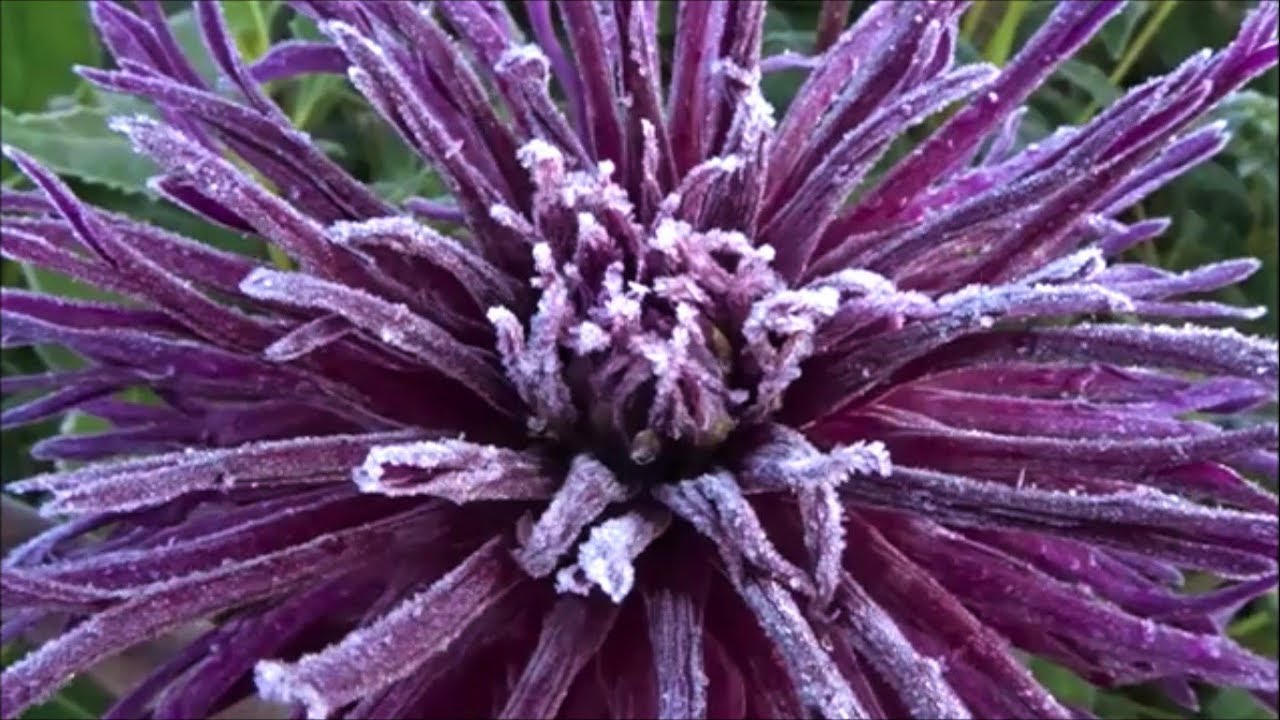 Frozen Flowers🌹 YouTube