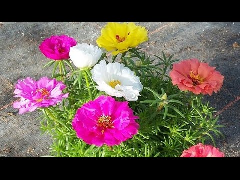 ONZE HORAS ( APRENDA A FAZER MUDAS ATRAVÉS DAS FOLHAS.😉🍃🌿🌺) - thptnganamst.edu.vn